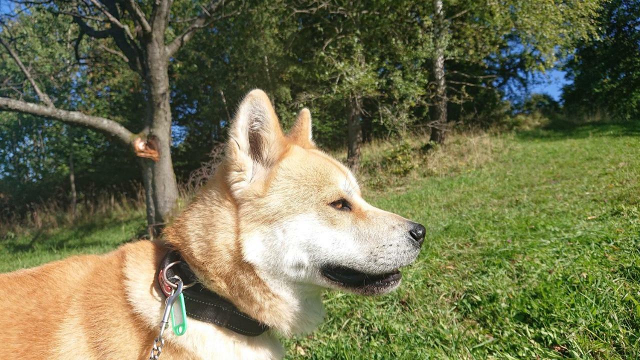 Apartamenty Widokowa Korbielów Exteriör bild